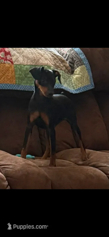 Black-Akc – Miniature Pinscher puppy for sale in Red Springs, NC