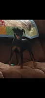 Black-Akc, a female Miniature Pinscher for sale in Red Springs, NC – 1 of 1