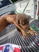 Green, a female Doberman Pinscher for sale in Red Springs, NC – 2 of 2