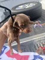 Black, a female Doberman Pinscher for sale in Red Springs, NC – 1 of 2