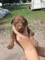 Red, a female Doberman Pinscher for sale in Red Springs, NC – 1 of 2