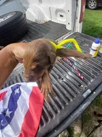 Yellow , a female Doberman Pinscher for sale in Red Springs, NC – 1 of 2