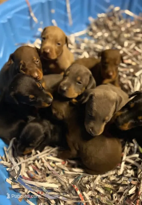 Males & females – Doberman Pinscher puppy for sale in Red Springs, NC