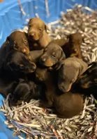 Males & females, a female Doberman Pinscher for sale in Red Springs, NC – 1 of 3
