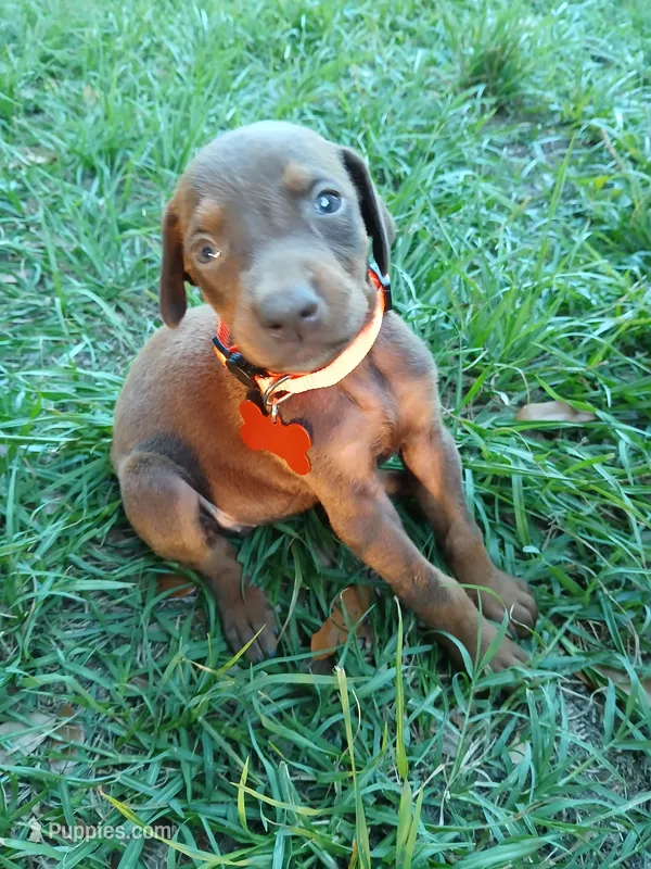 Red – Doberman Pinscher puppy for sale in Red Springs, NC