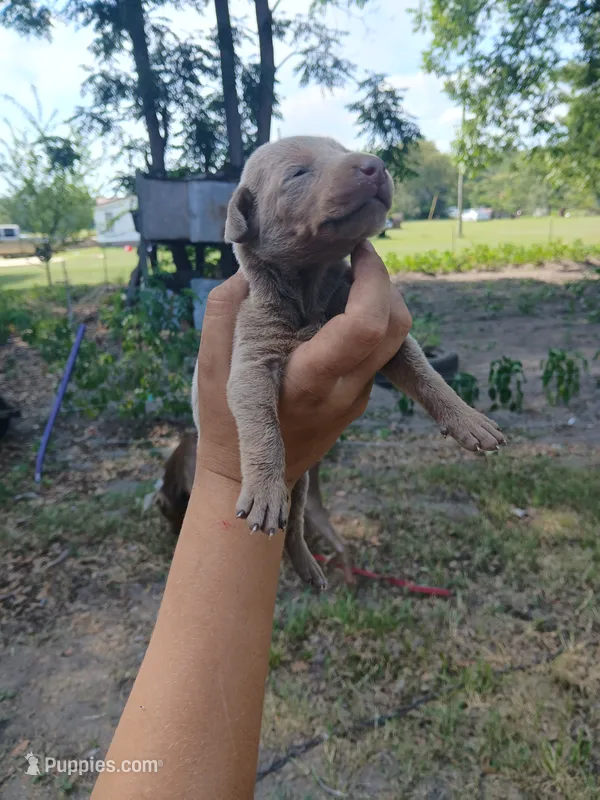 Fawn – Doberman Pinscher puppy for sale in Red Springs, NC