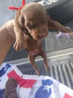 Red, a female Doberman Pinscher for sale in Red Springs, NC – 2 of 2