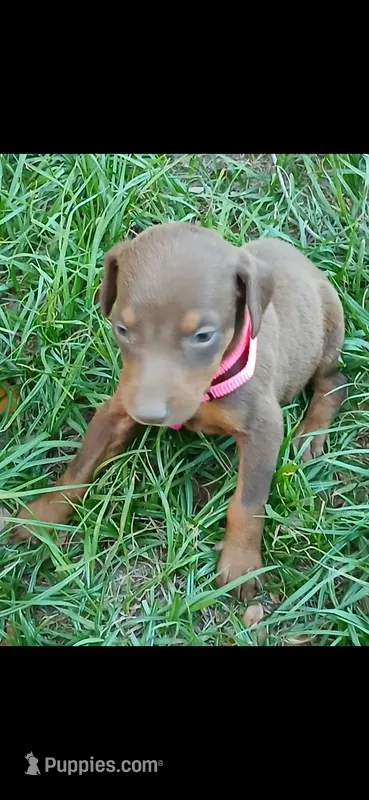 Red( pink) – Doberman Pinscher puppy for sale in Red Springs, NC