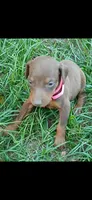 Red( pink), a female Doberman Pinscher for sale in Red Springs, NC – 1 of 1