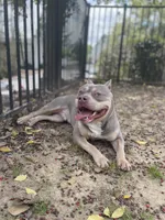 Siren , a male American Bully for sale in Birmingham, AL – 4 of 5