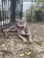 Siren , a male American Bully for sale in Birmingham, AL – 5 of 5