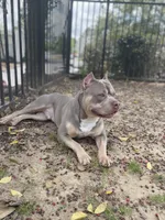 Siren , a male American Bully for sale in Birmingham, AL – 2 of 5