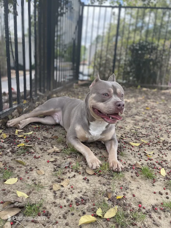 Siren  – American Bully puppy for sale in Birmingham, AL