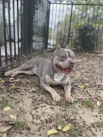 Siren , a male American Bully for sale in Birmingham, AL – 1 of 5