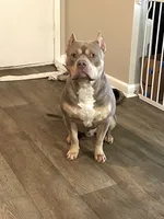 Siren , a male American Bully for sale in Birmingham, AL – 3 of 5