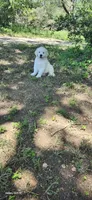 Miss Pink, a female Golden Retriever for sale in Kingsbury, TX – 2 of 6