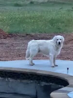 Coco male, a male Golden Retriever for sale in Kingsbury, TX – 4 of 5