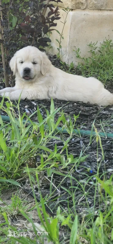 Mr Black, a male English Cream Golden Retriever for sale in Kingsbury, TX – 1 of 6