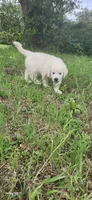 Mr Red, a male Golden Retriever for sale in Kingsbury, TX – 3 of 6