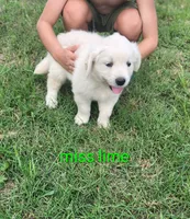 Miss Lime, a female Golden Retriever for sale in Kingsbury, TX – 2 of 6
