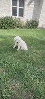 Mr Black, a male English Cream Golden Retriever for sale in Kingsbury, TX – 4 of 6