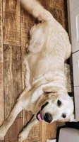 Mr Black, a male English Cream Golden Retriever for sale in Kingsbury, TX – 6 of 6
