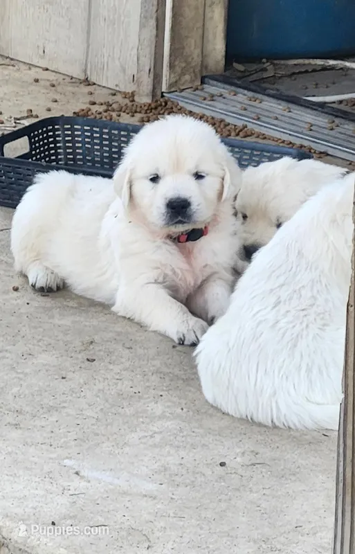 Coco female – English Cream Golden Retriever puppy for sale in Kingsbury, TX