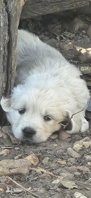 Coco female – English Cream Golden Retriever puppy for sale in Kingsbury, TX