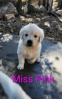 Coco female, a female English Cream Golden Retriever for sale in Kingsbury, TX – Photo 5 of 8