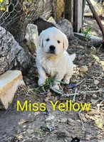 Coco female, a female English Cream Golden Retriever for sale in Kingsbury, TX – Photo 6 of 8