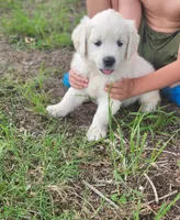 Miss Lime, a female English Cream Golden Retriever for sale in Kingsbury, TX – 1 of 6