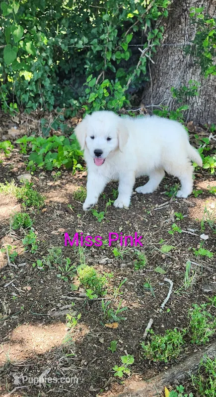 Miss Pink – Golden Retriever puppy for sale in Kingsbury, TX