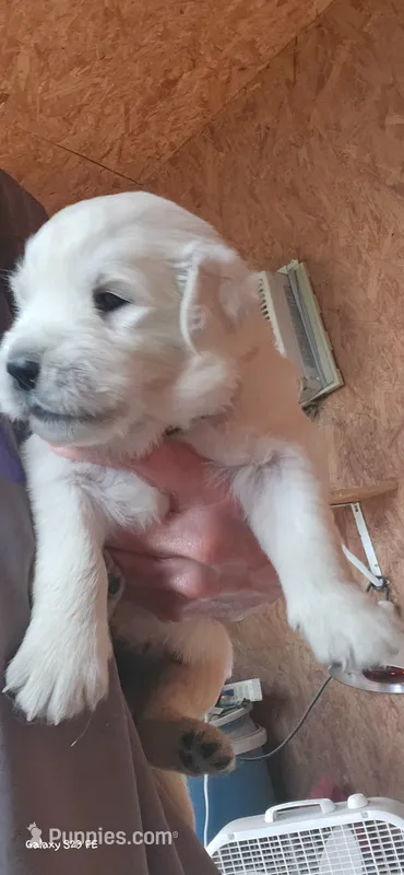 Coco male – English Cream Golden Retriever puppy for sale in Kingsbury, TX