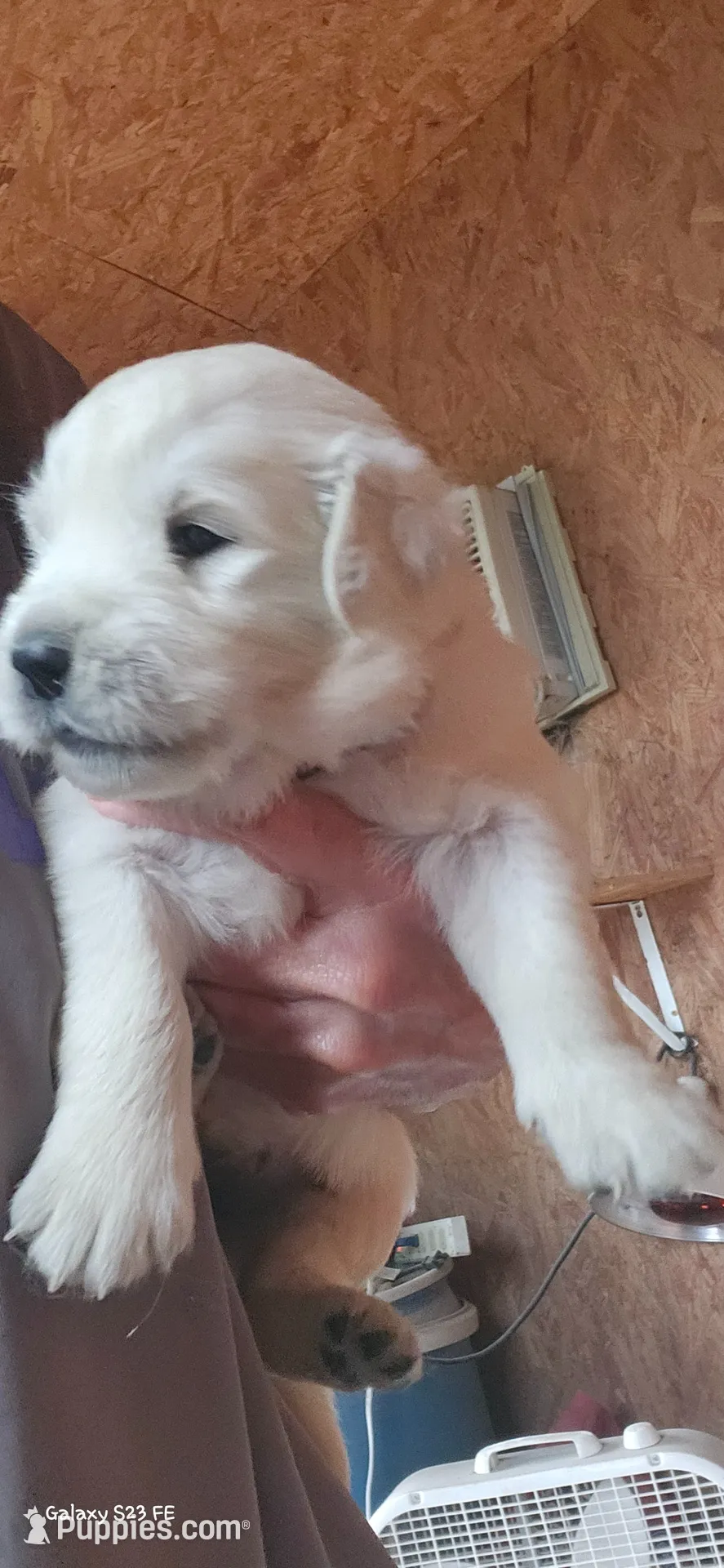Coco male, a male English Cream Golden Retriever for sale in Kingsbury, TX – 1 of 5