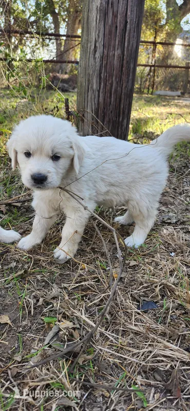 Coco female – Golden Retriever puppy for sale in Kingsbury, TX