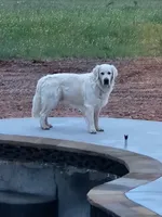 Coco female, a female Golden Retriever for sale in Kingsbury, TX – Photo 3 of 6