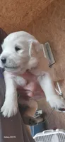 Coco male, a male Golden Retriever for sale in Kingsbury, TX – 5 of 5