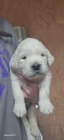 Coco male, a male English Cream Golden Retriever for sale in Kingsbury, TX – 5 of 5