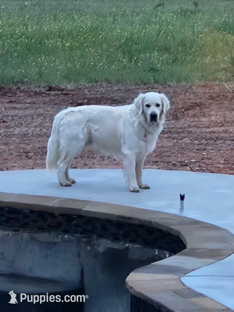 Coco female, a female English Cream Golden Retriever for sale in Kingsbury, TX – Photo 3 of 8