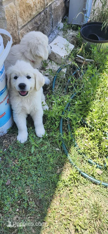 Miss Lime – English Cream Golden Retriever puppy for sale in Kingsbury, TX
