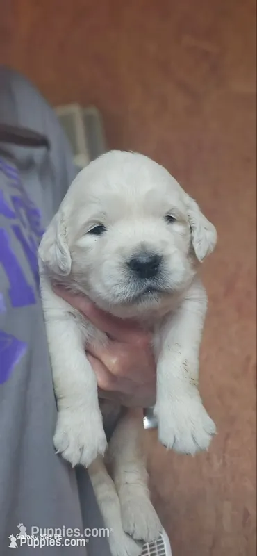 Coco female – English Cream Golden Retriever puppy for sale in Kingsbury, TX