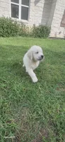 Mr Black, a male Golden Retriever for sale in Kingsbury, TX – 2 of 5