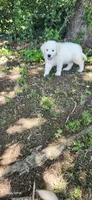 Miss Pink, a female Golden Retriever for sale in Kingsbury, TX – 3 of 6