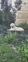 Mr Black, a male English Cream Golden Retriever for sale in Kingsbury, TX – 3 of 6