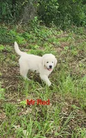 Mr Red, a male English Cream Golden Retriever for sale in Kingsbury, TX – 3 of 6