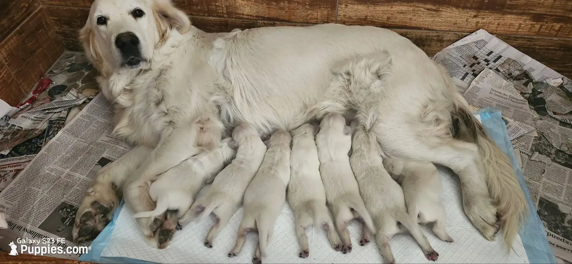Coco female, a female English Cream Golden Retriever for sale in Kingsbury, TX – 2 of 5