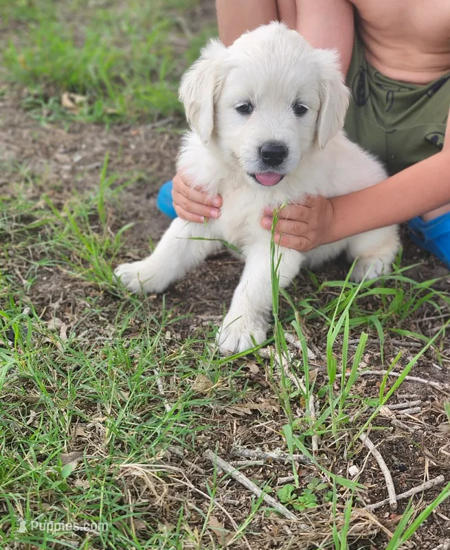 Miss Lime – Golden Retriever puppy for sale in Kingsbury, TX