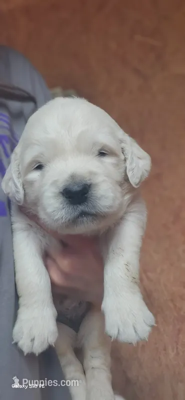 Coco male – Golden Retriever puppy for sale in Kingsbury, TX