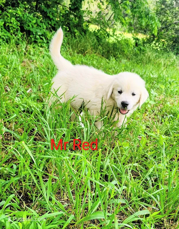 Mr Red – Golden Retriever puppy for sale in Kingsbury, TX
