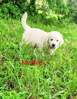 Mr Red, a male Golden Retriever for sale in Kingsbury, TX – 1 of 6